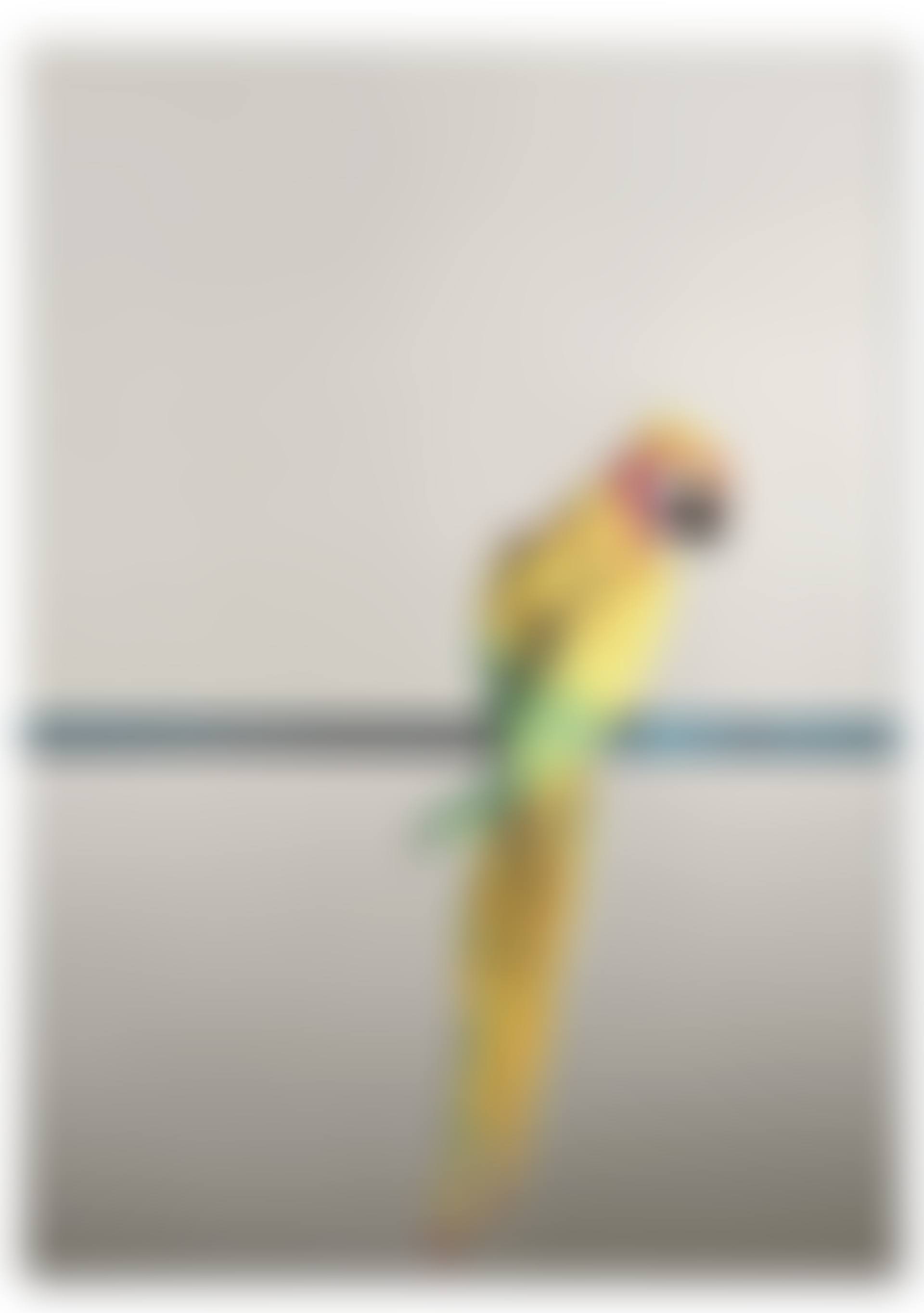 "Pappagallo" (preview)