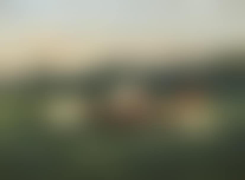 Cows in the meadow (preview)