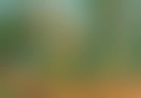 Forest landscape (preview)