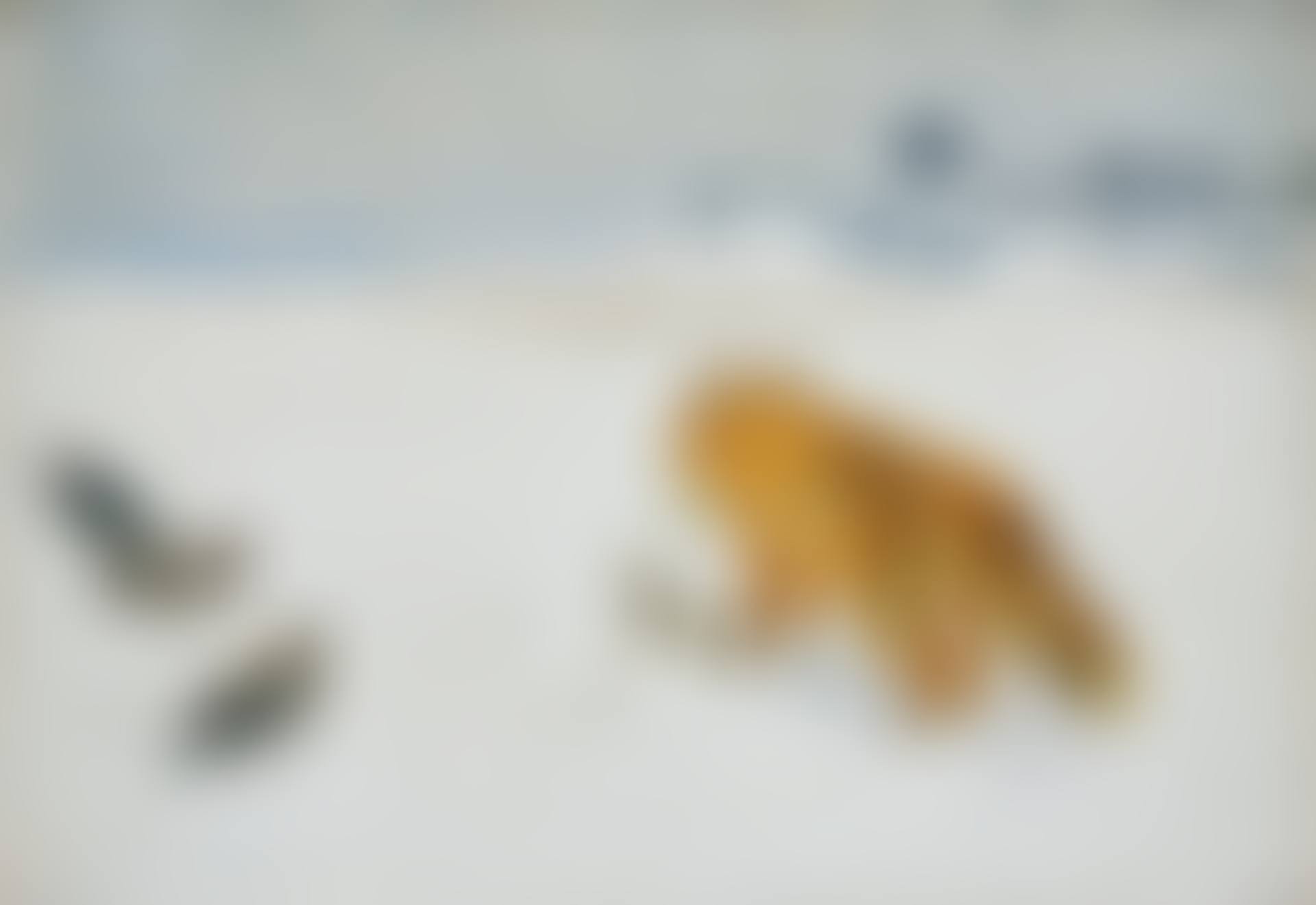Fox with prey and crows in winter landscape (preview)