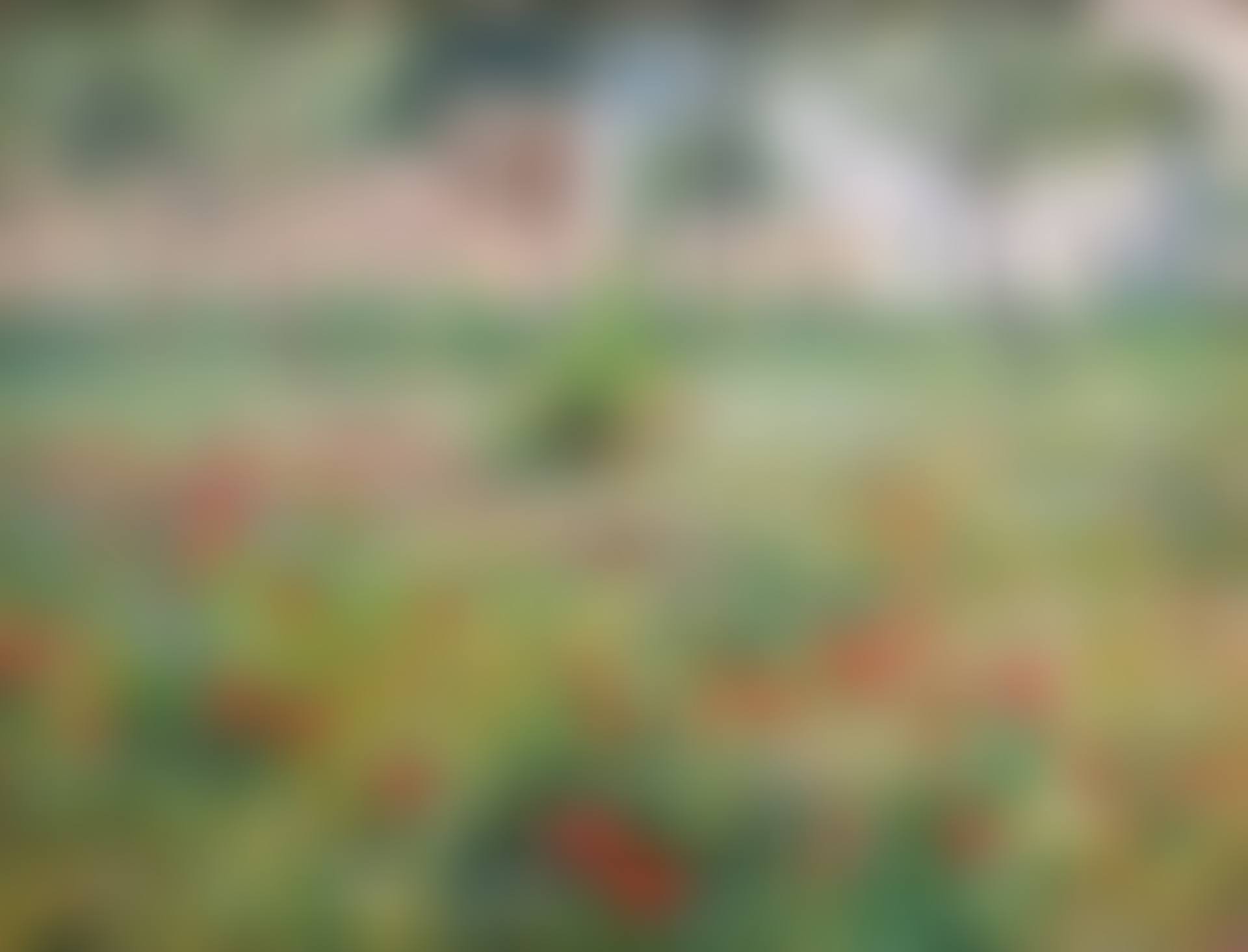 Blooming poppies - motif from Capri (preview)