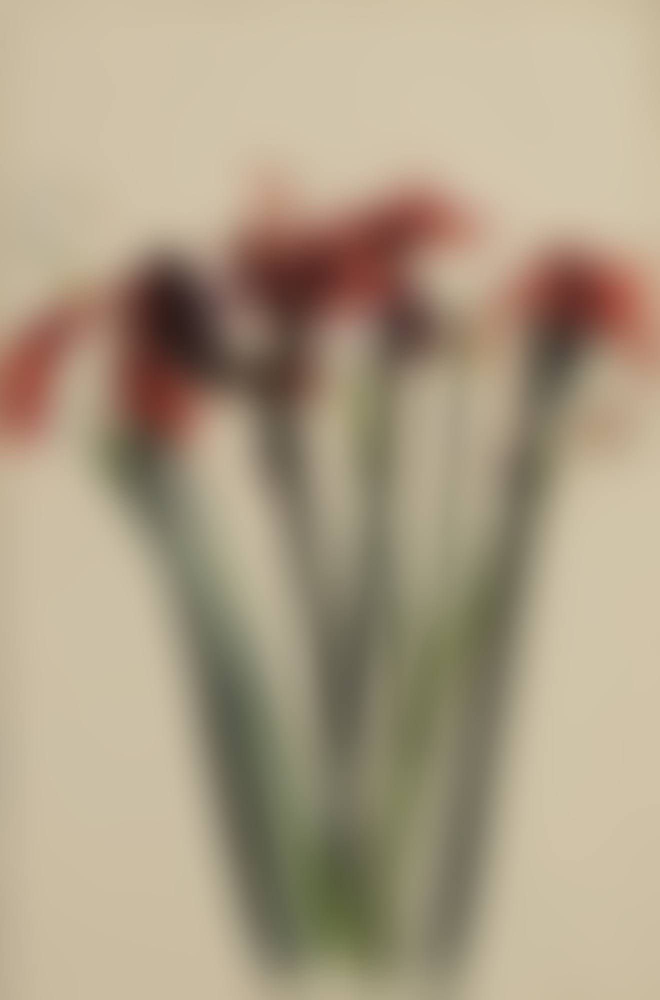 AMARYLLIS-CALLA LILY I (preview)