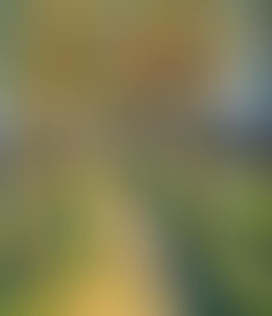 Country road between the trees (preview)
