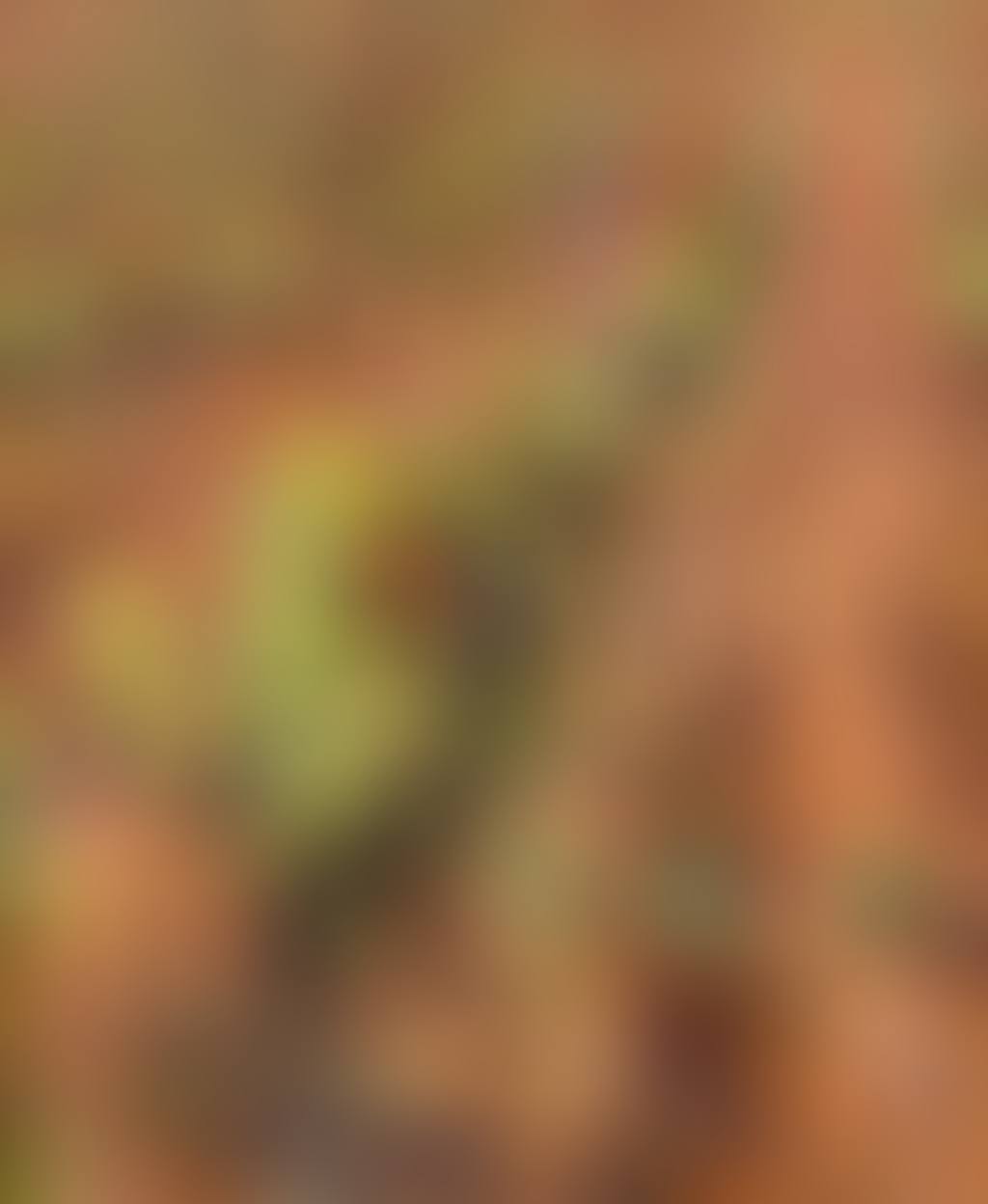 Vignes dans le lot (preview)