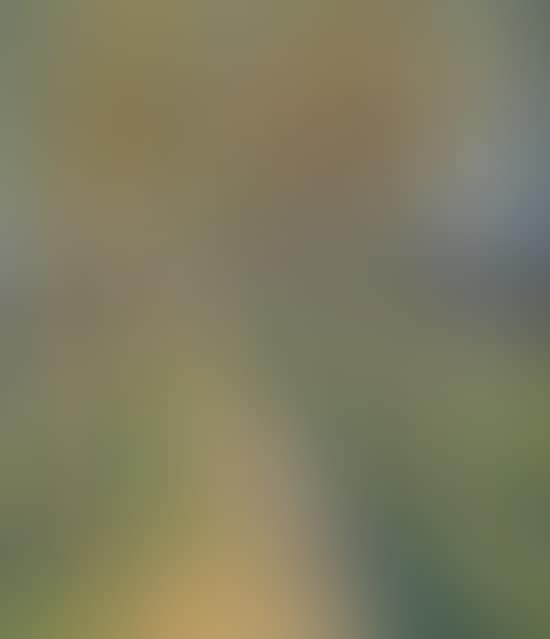Country road between the trees (preview)