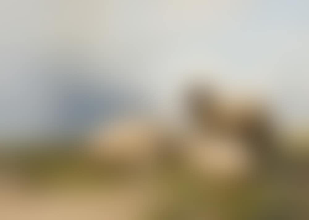 Sheep (preview)
