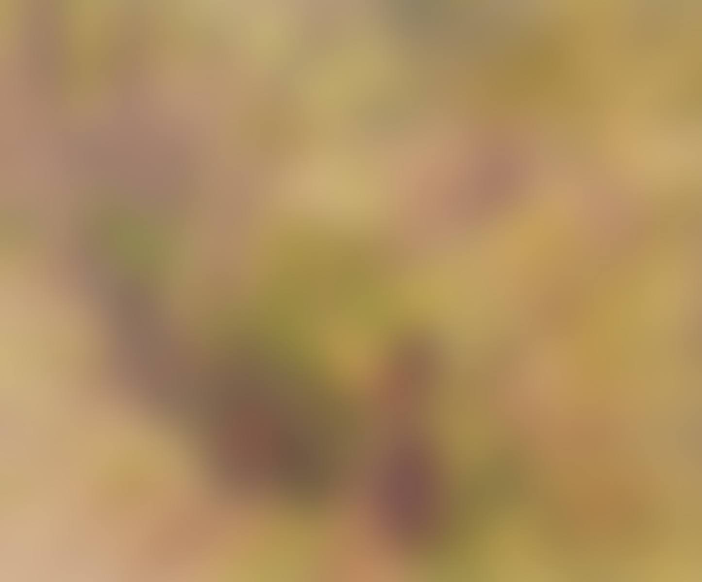 Path through a wood (preview)