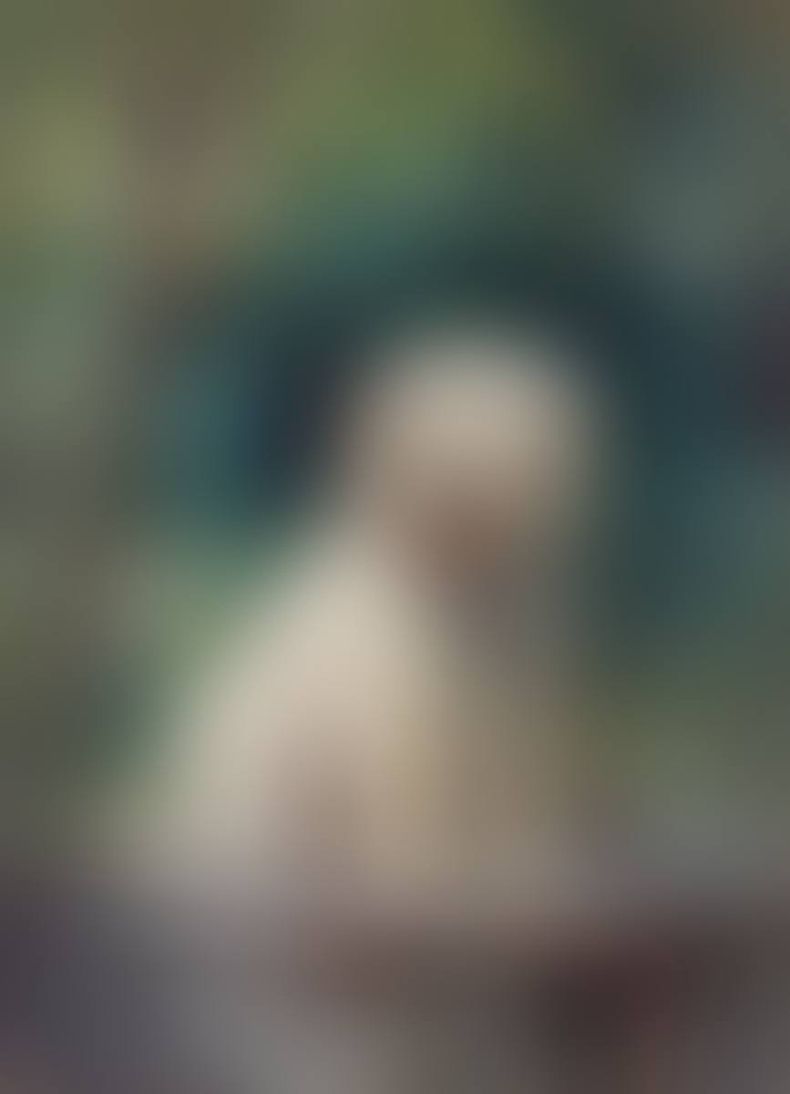 Rags, the artist"s poodle (preview)