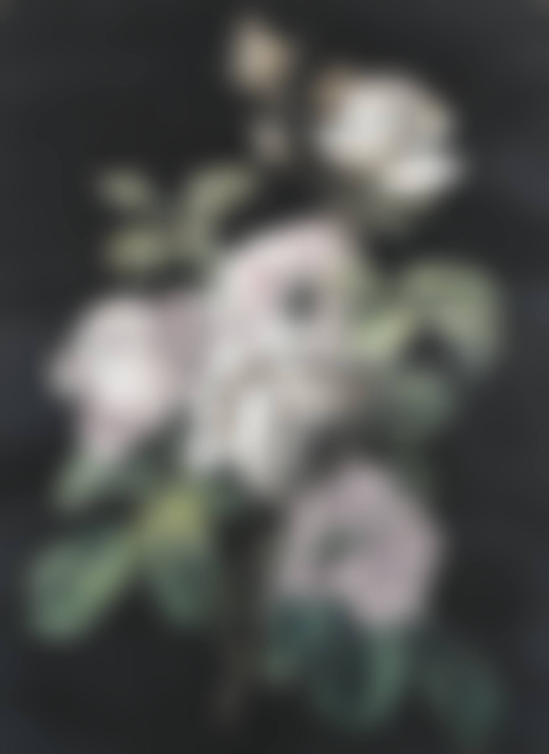 Study of roses (preview)