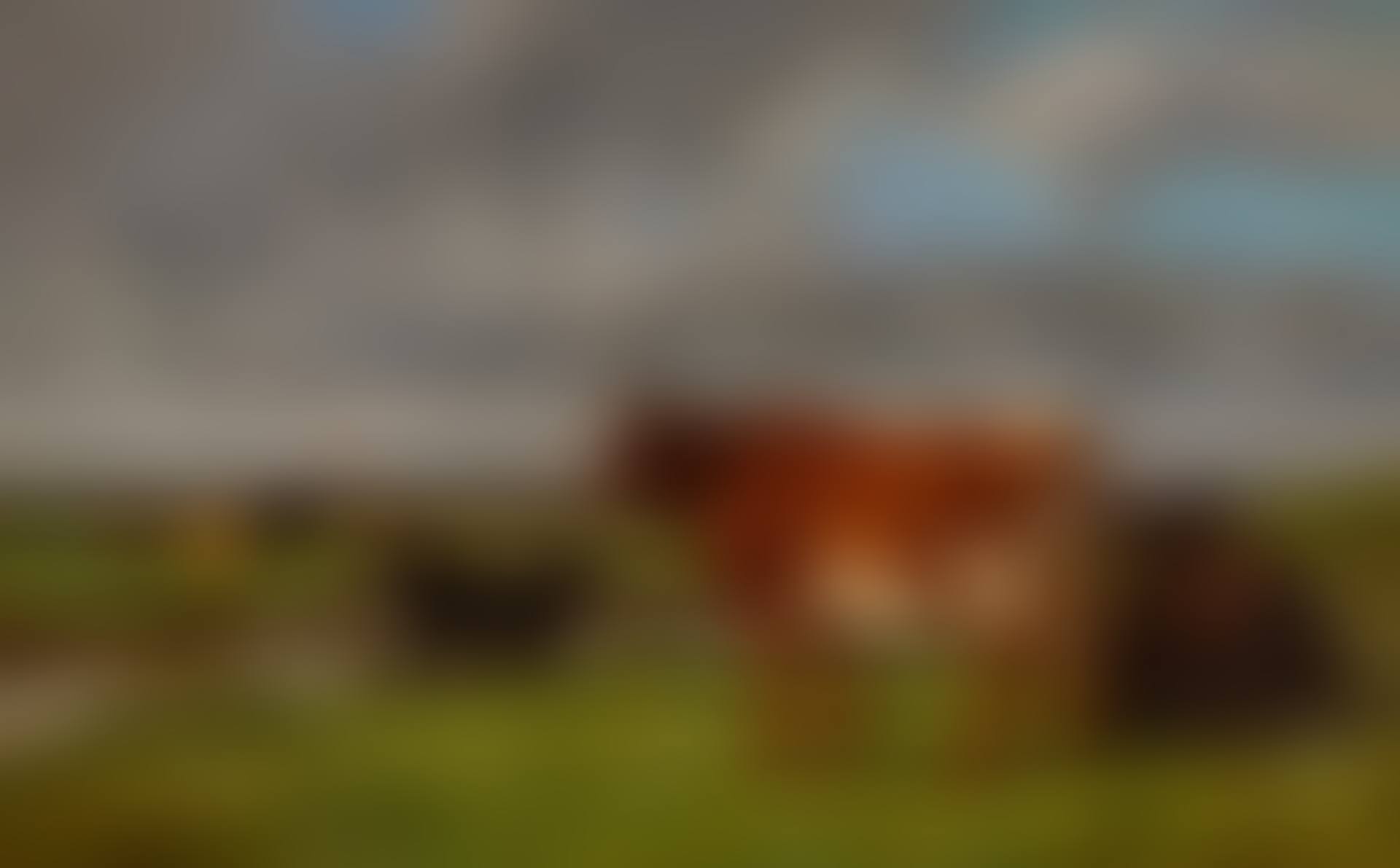 Vaches au Paturage (preview)