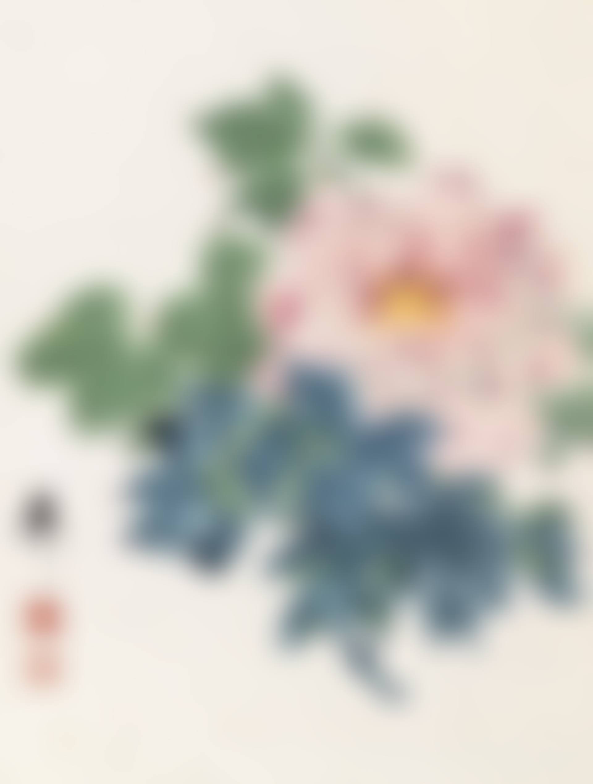 HIBISCUS (preview)