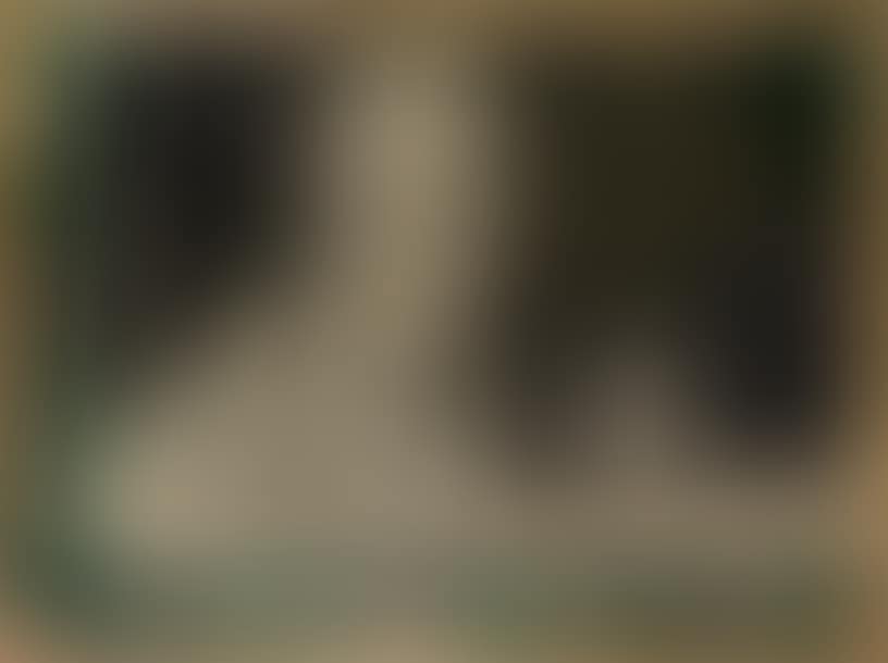 The violated forest (preview)