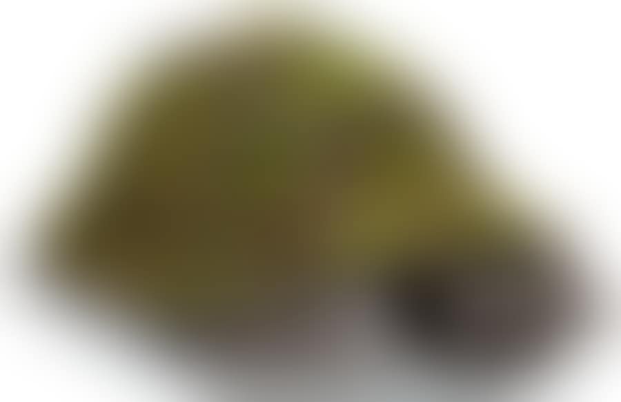 Turtle, topiary III (preview)
