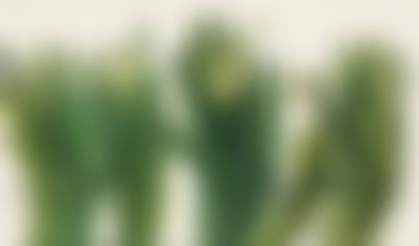 Narcissus (preview)