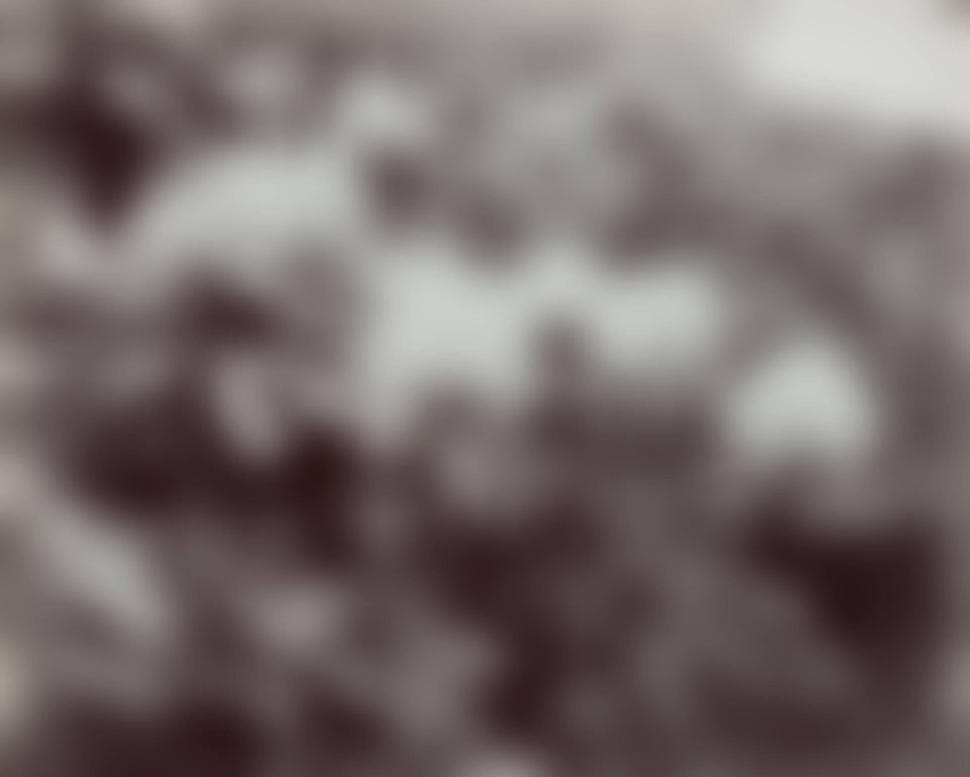 Selected Images of Rhododendrons (2 Photographs) (preview)