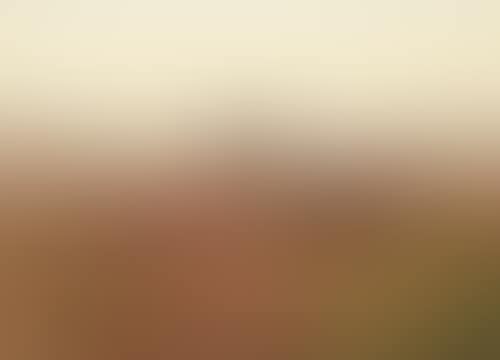 COCK AND HEN PHEASANT IN AN OPEN LANDSCAPE (preview)