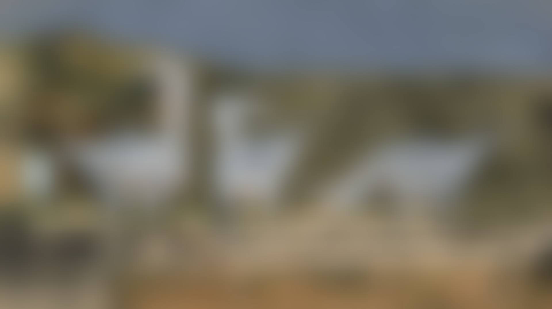 Herring Gulls (preview)