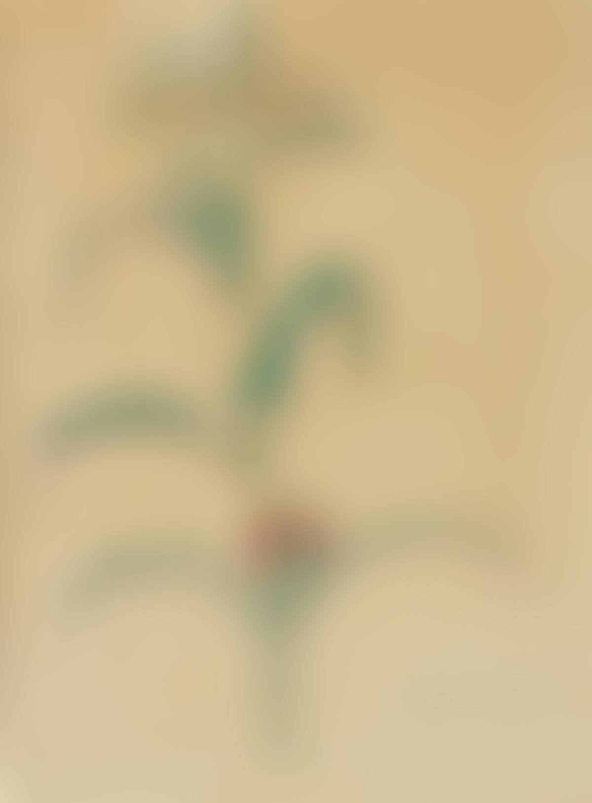 Cornstalk (preview)