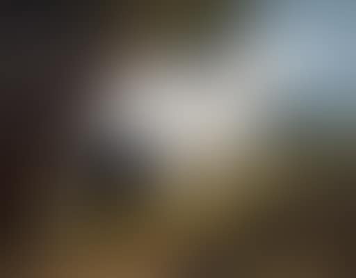 A stabyhoun spotting a woodcock (preview)