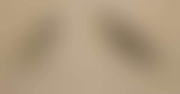 Study of owl and a bird of prey (preview)