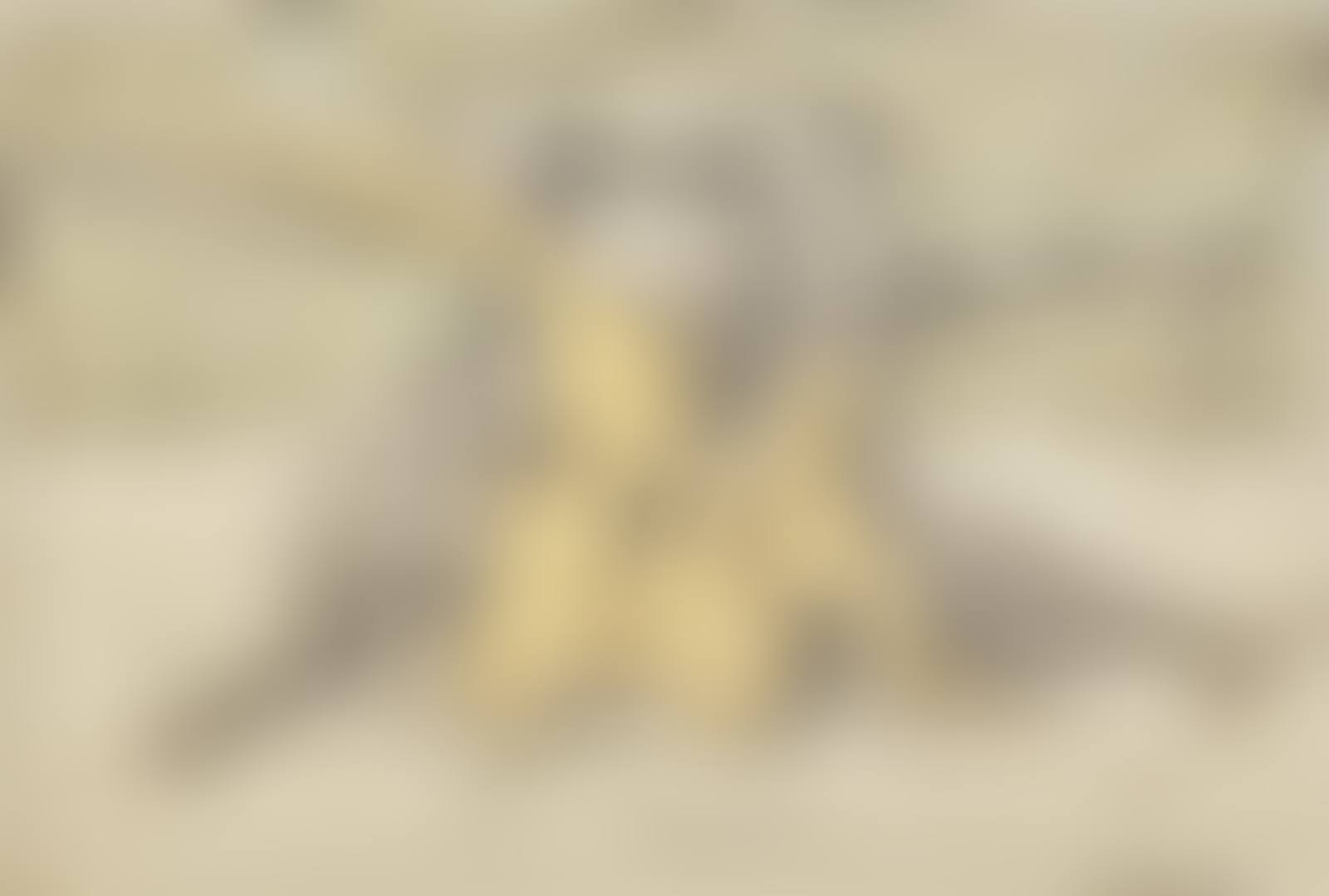Le Chien (preview)