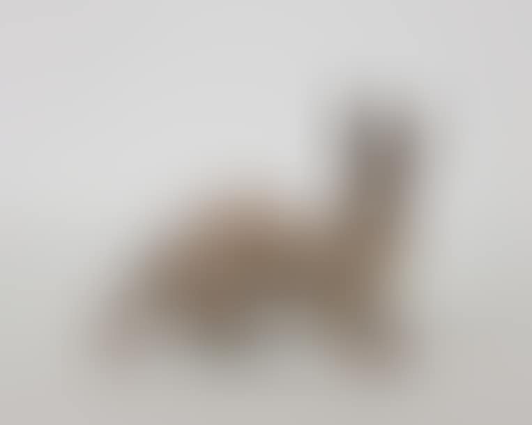 Hare awake. (preview)
