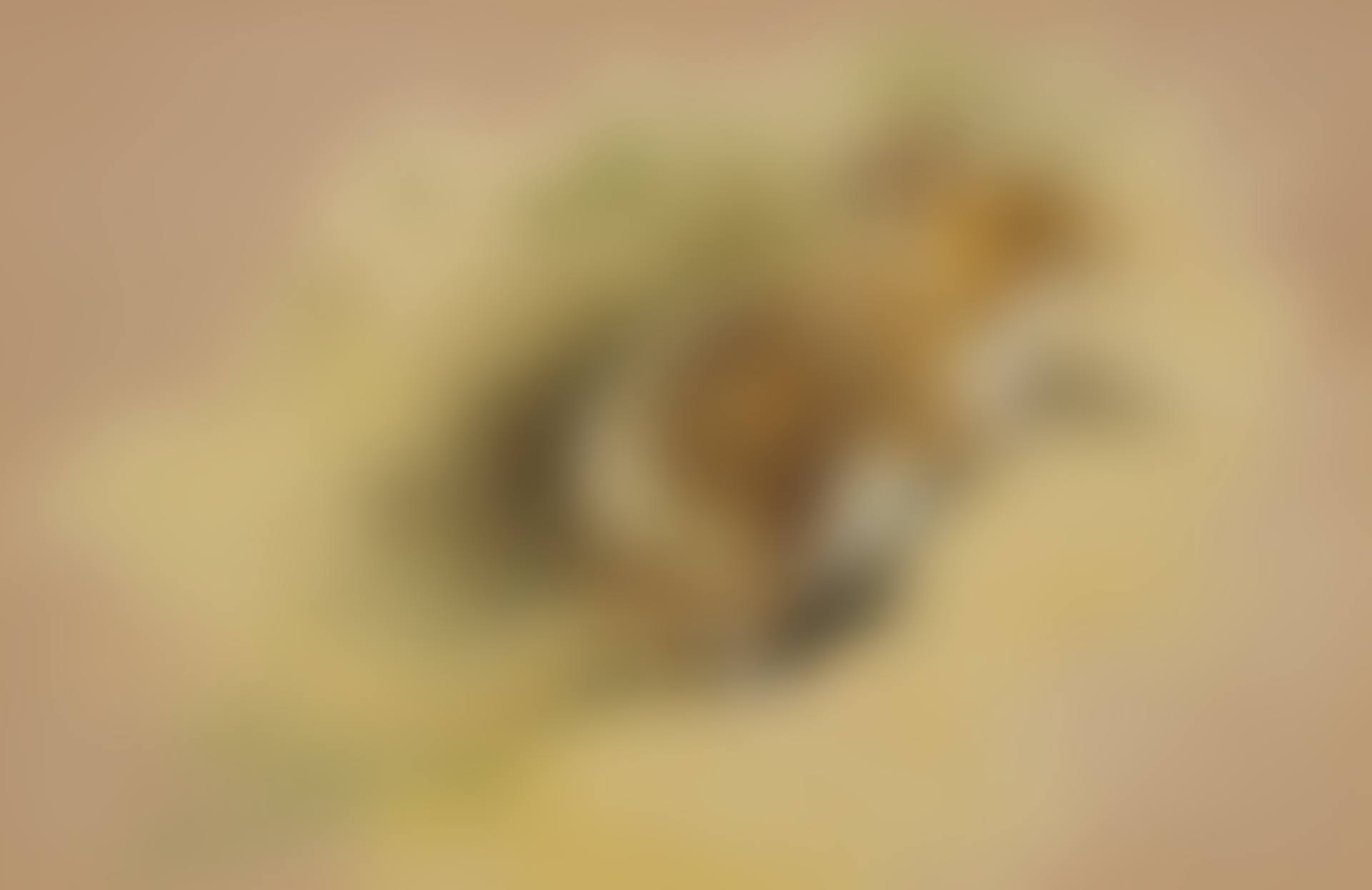Study of a mouse (preview)