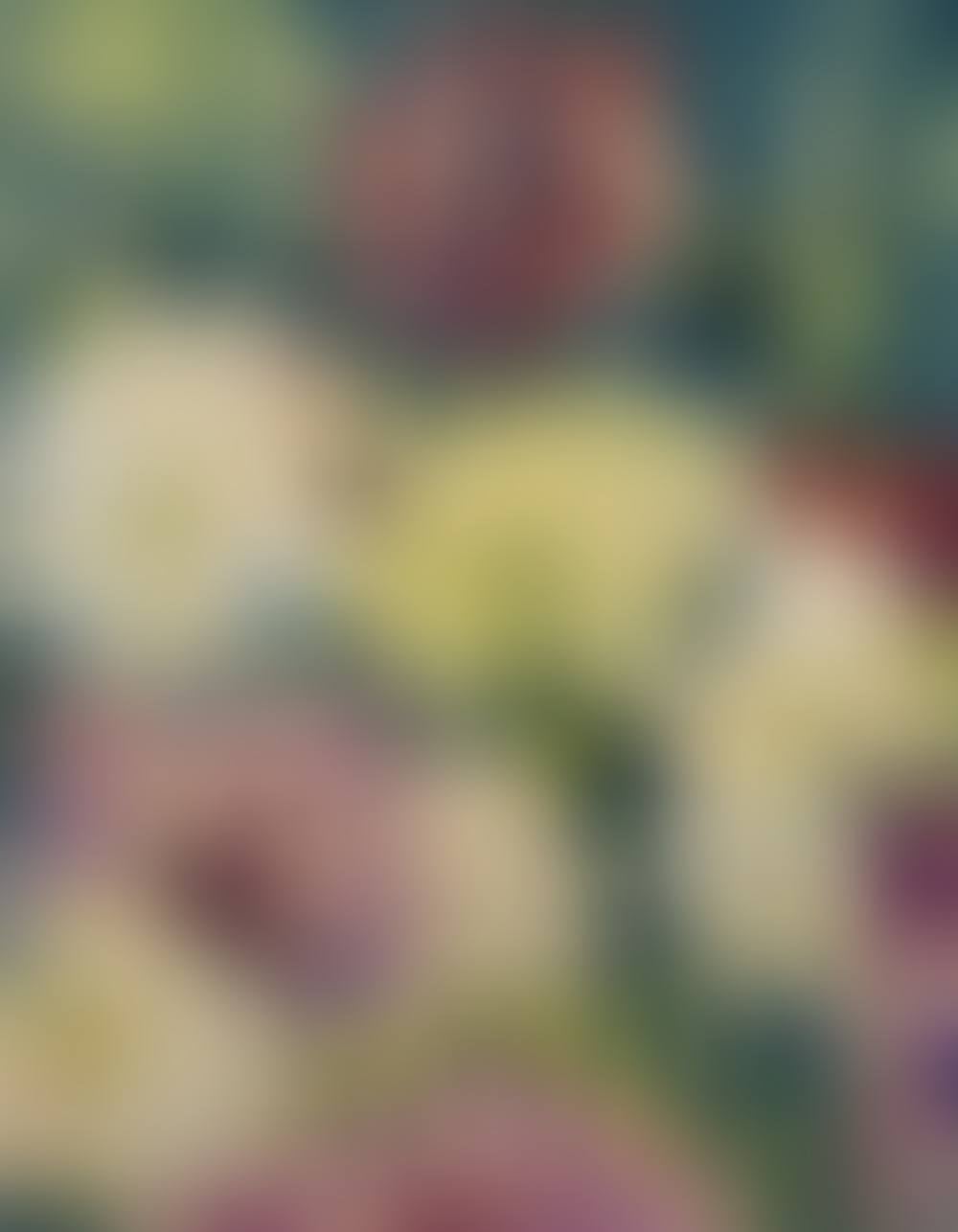 Dahlias (preview)