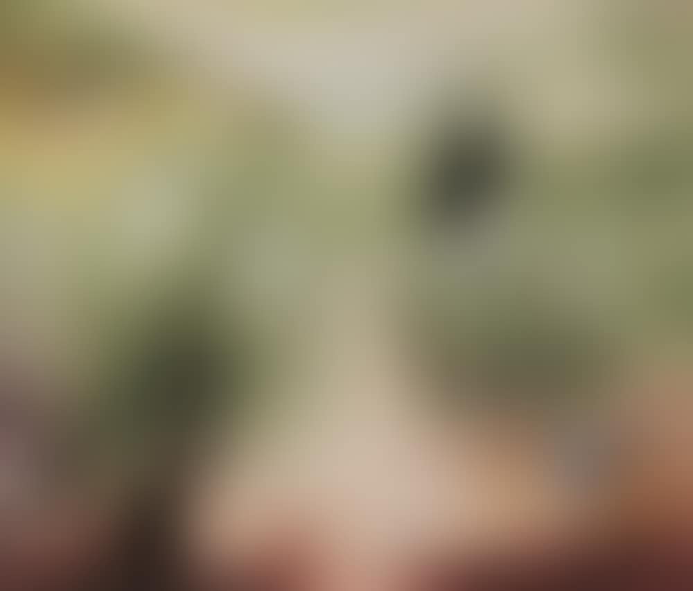 Olive Trees in the Galilee (preview)