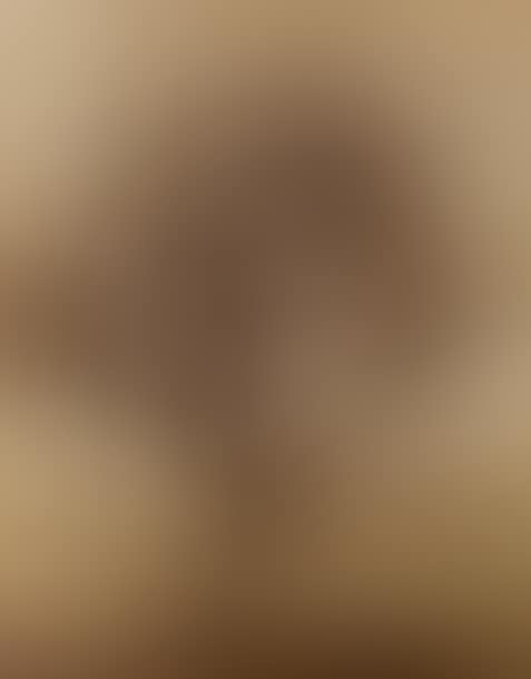 3 photographs Tree studies; Untitled (fig tree) Untitled (tree in a field)(2) (preview)