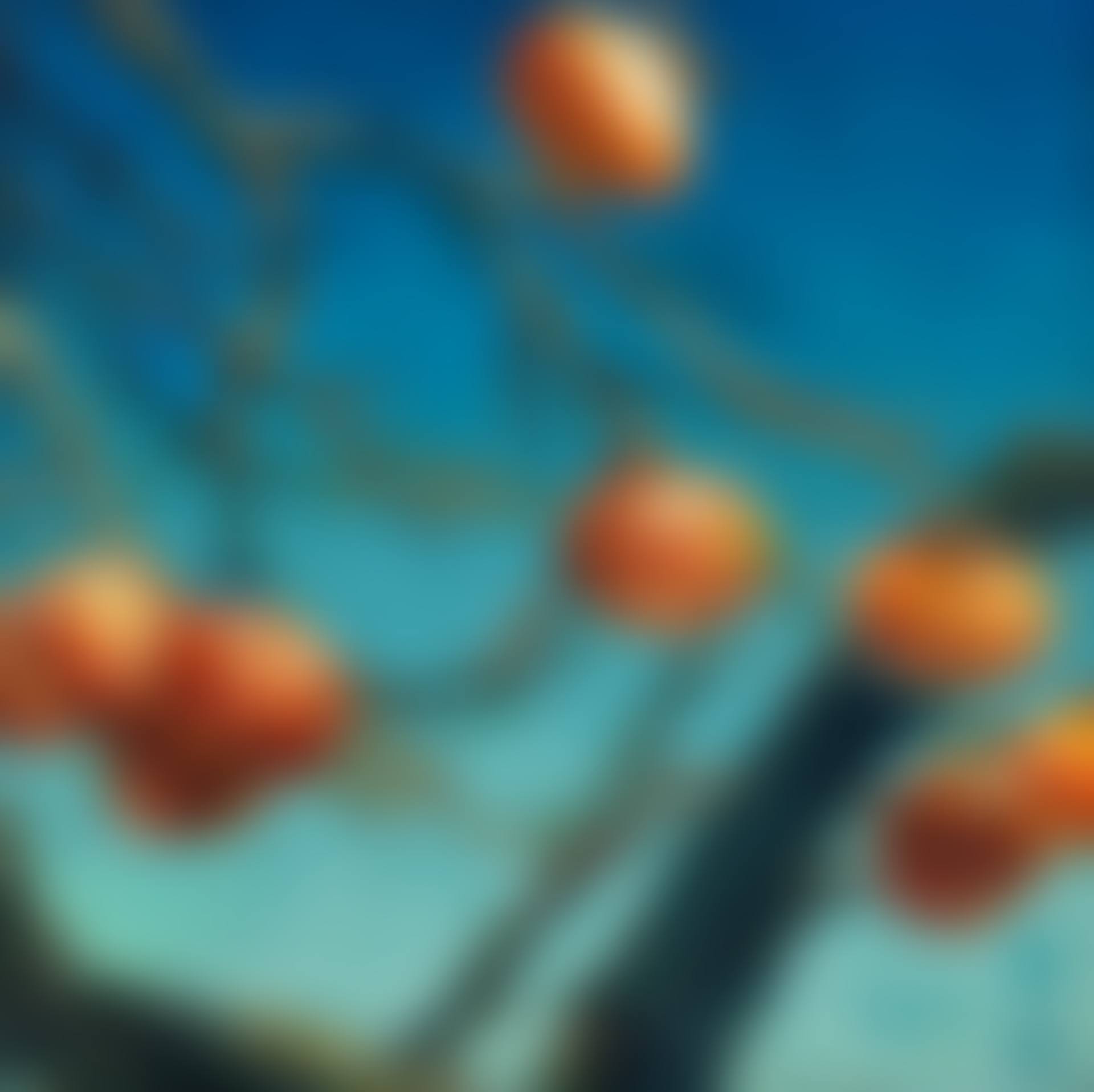Persimmons (preview)