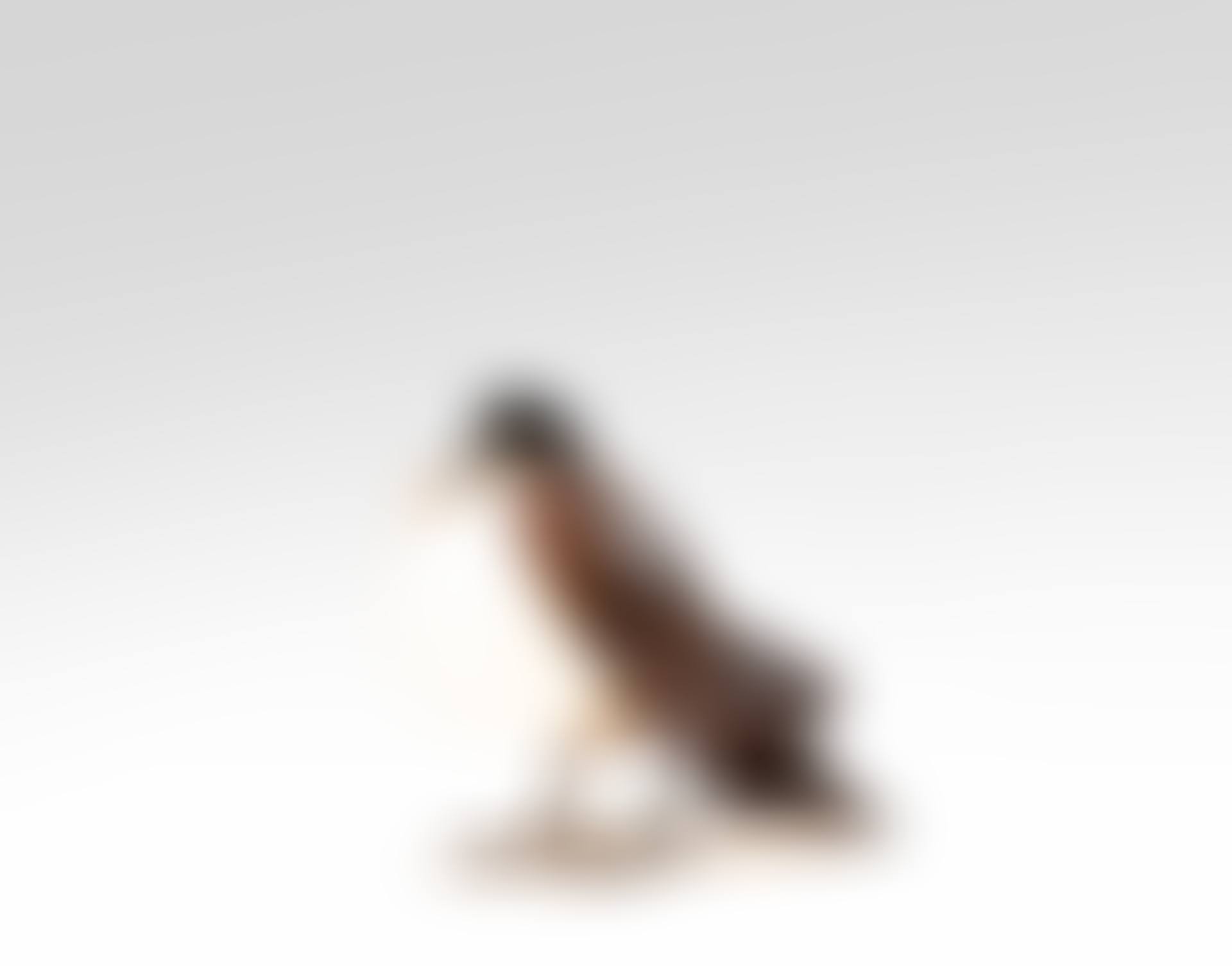 Lampe Pigeon (preview)