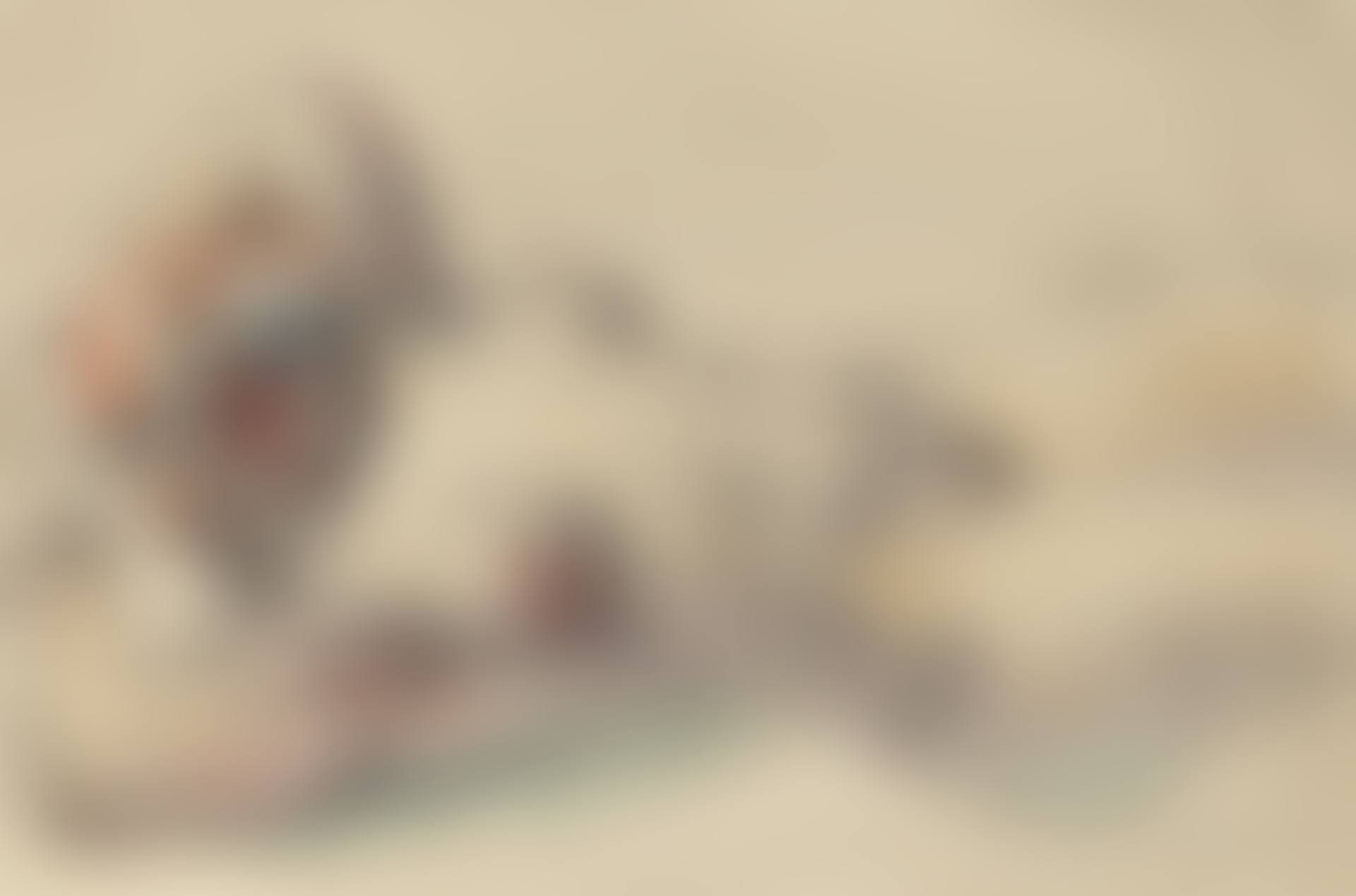 Nu couché (preview)