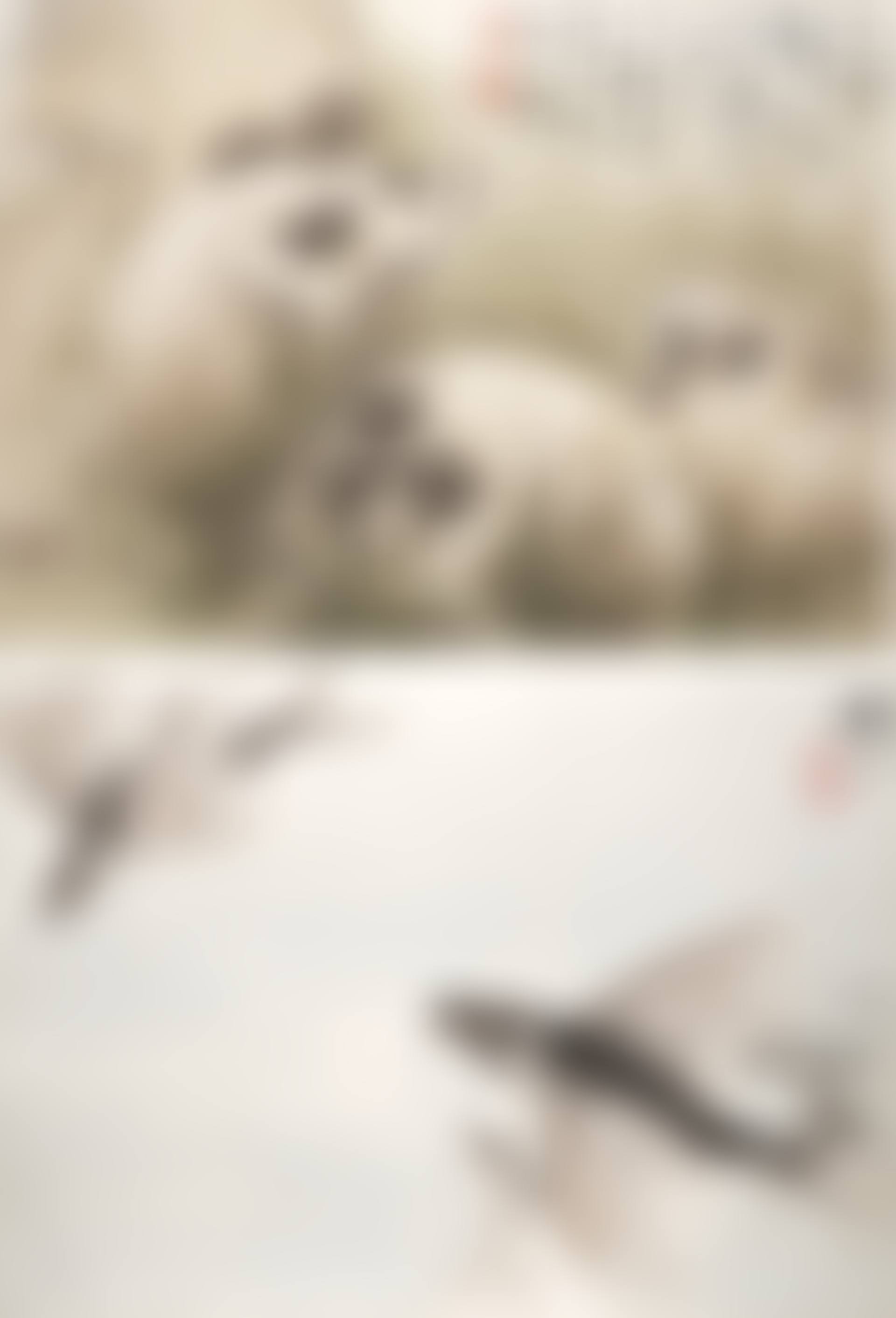 Skulls / Flying Fish (preview)