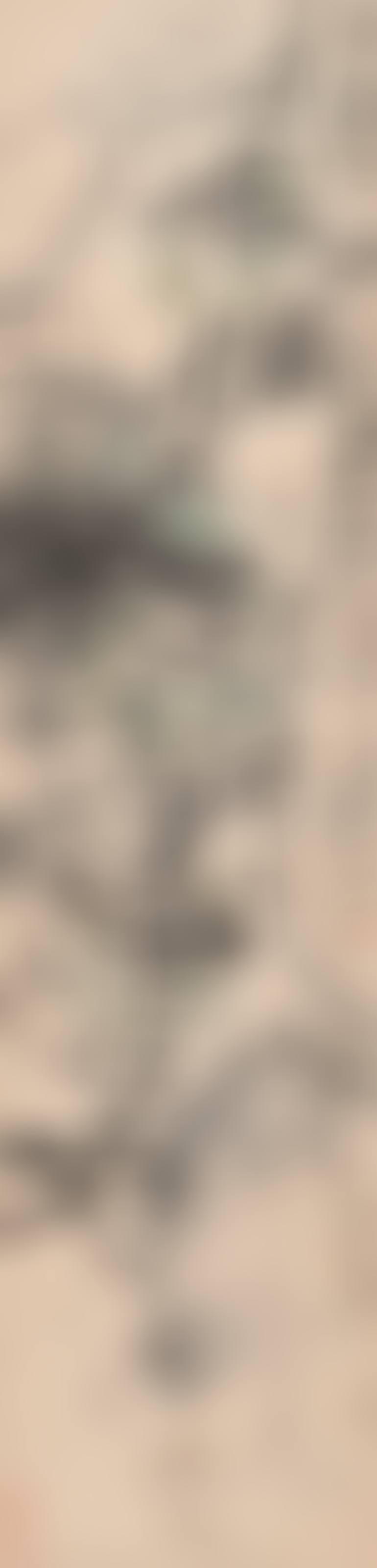 Grapes on Vine (preview)