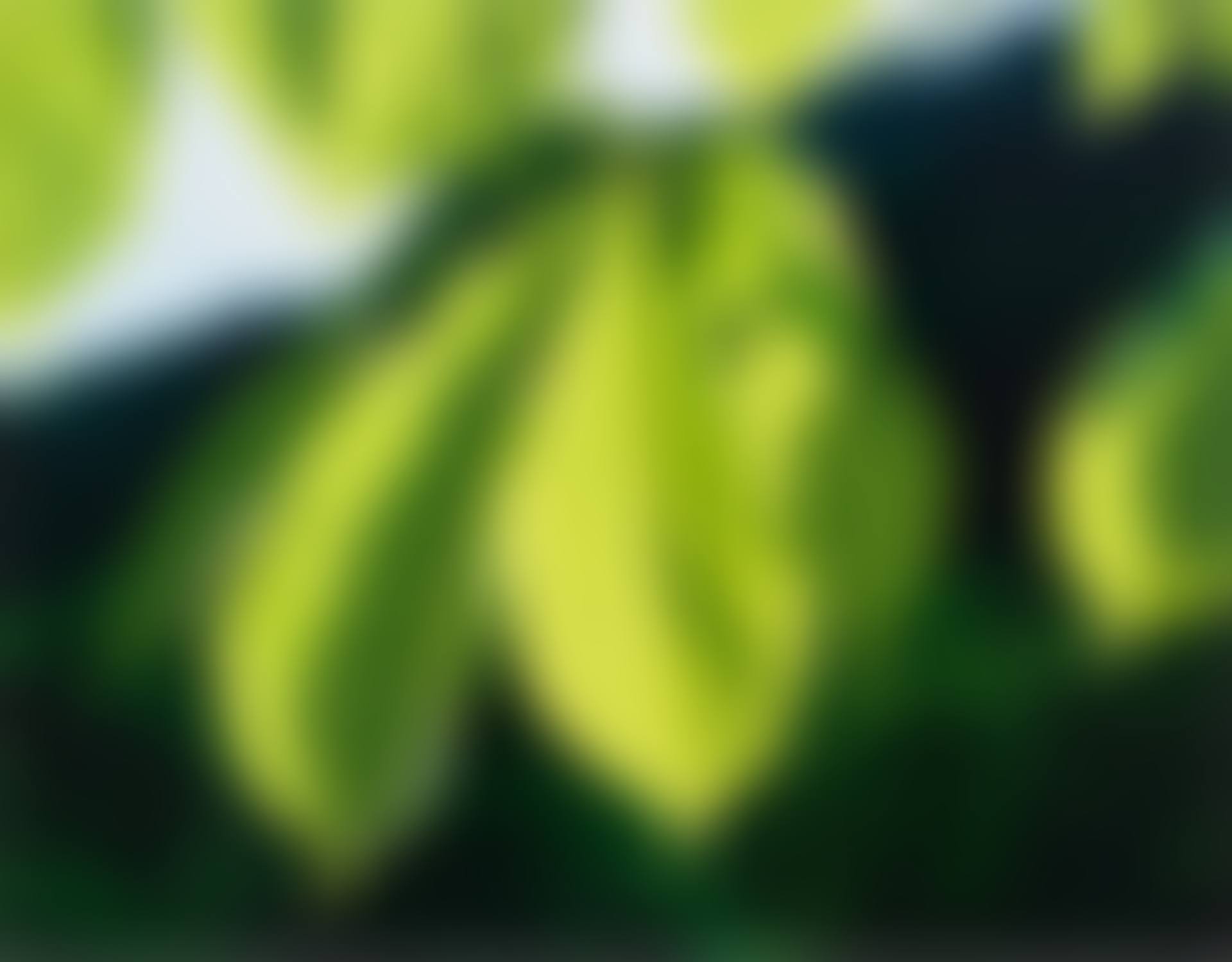 Garten im Voigtmichelshof, Alpirsbach (preview)
