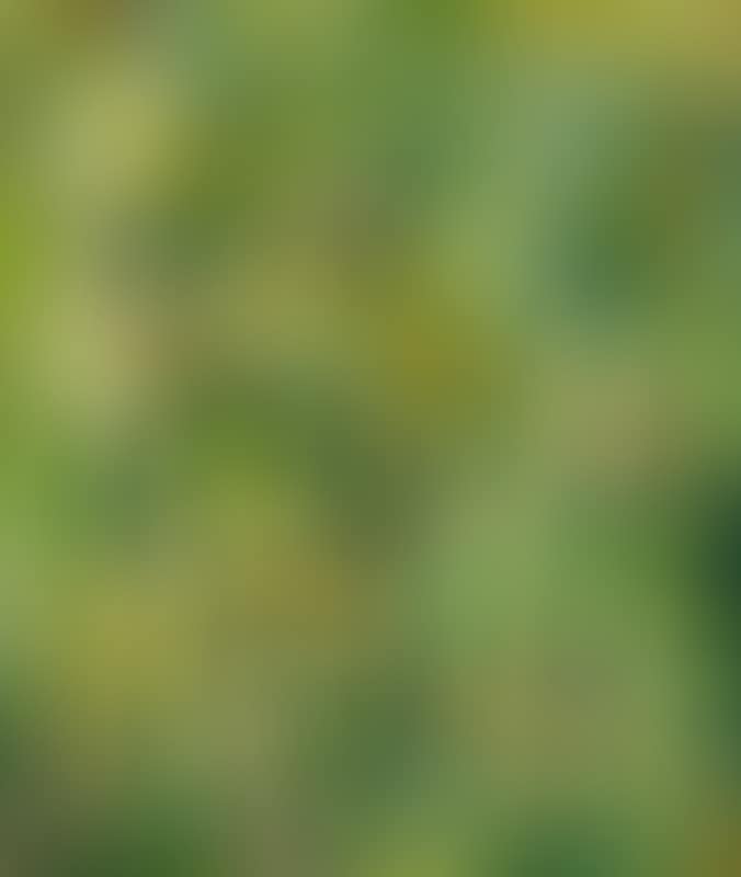Composition in green (preview)