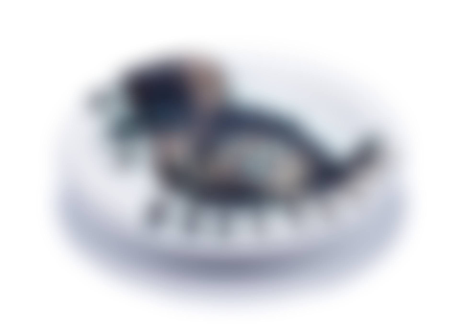 Bird with worm (preview)