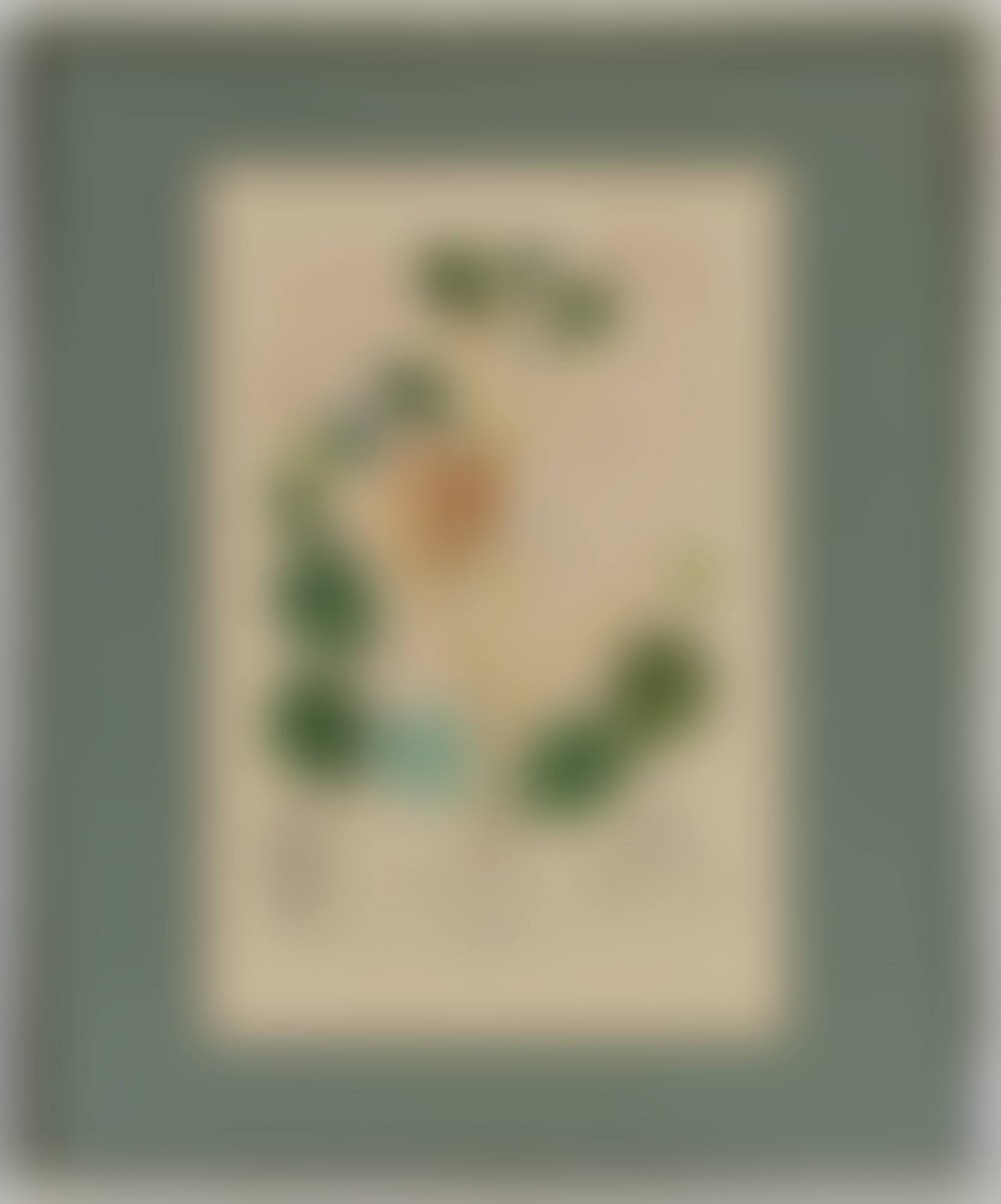 " Begonia (Anacardium recordans)", from the series (preview)