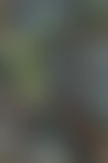 Wooded Landscape (preview)
