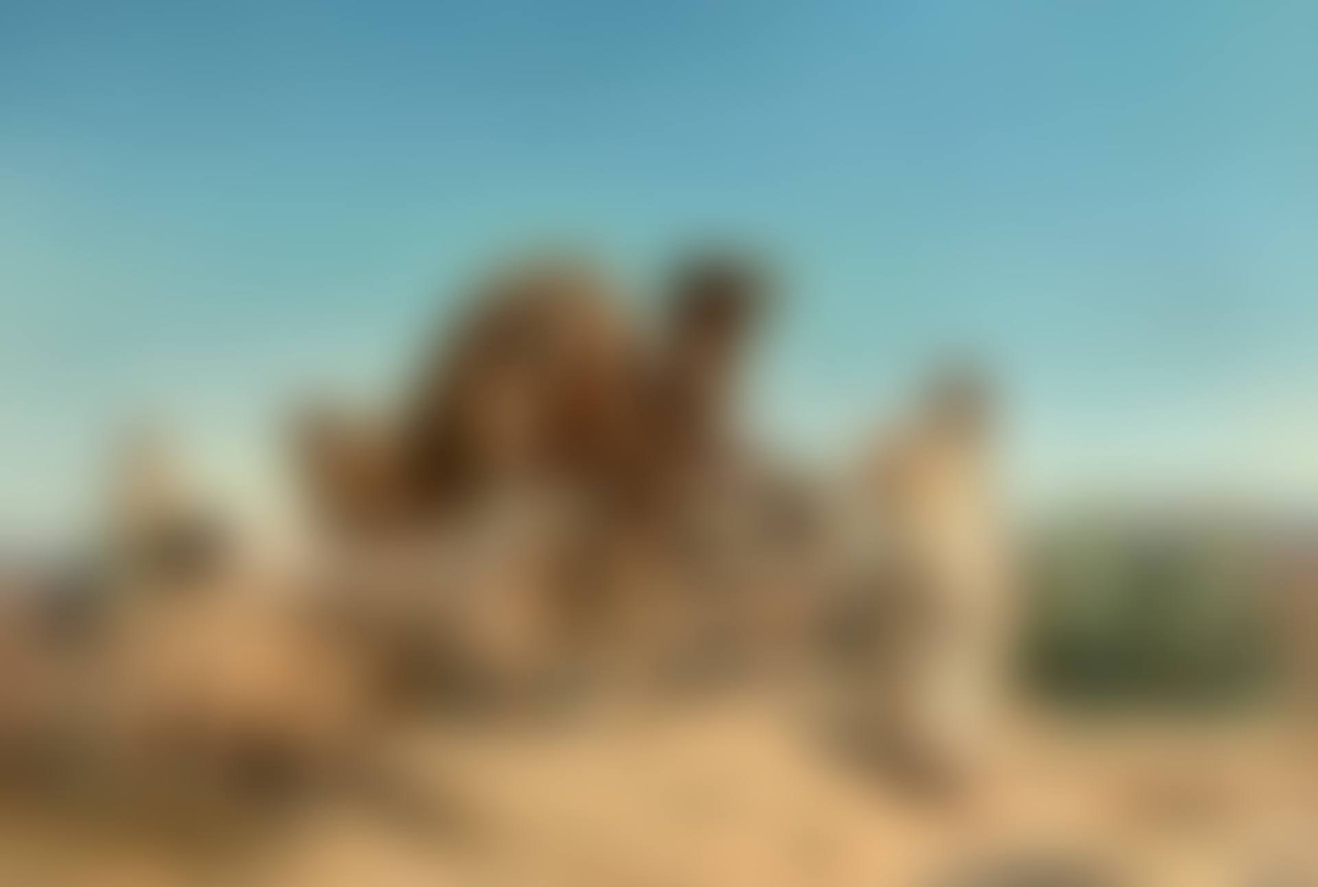 Caravane dans le désert (preview)