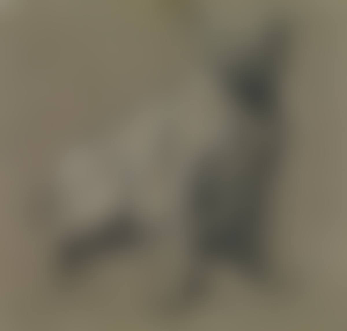 Study from Nature, a Bull Dog (preview)