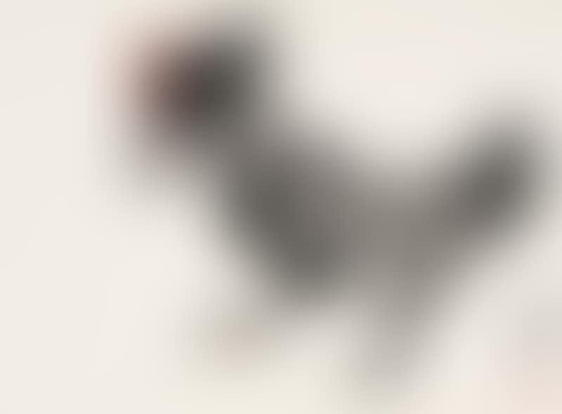 COCKFIGHTING (preview)