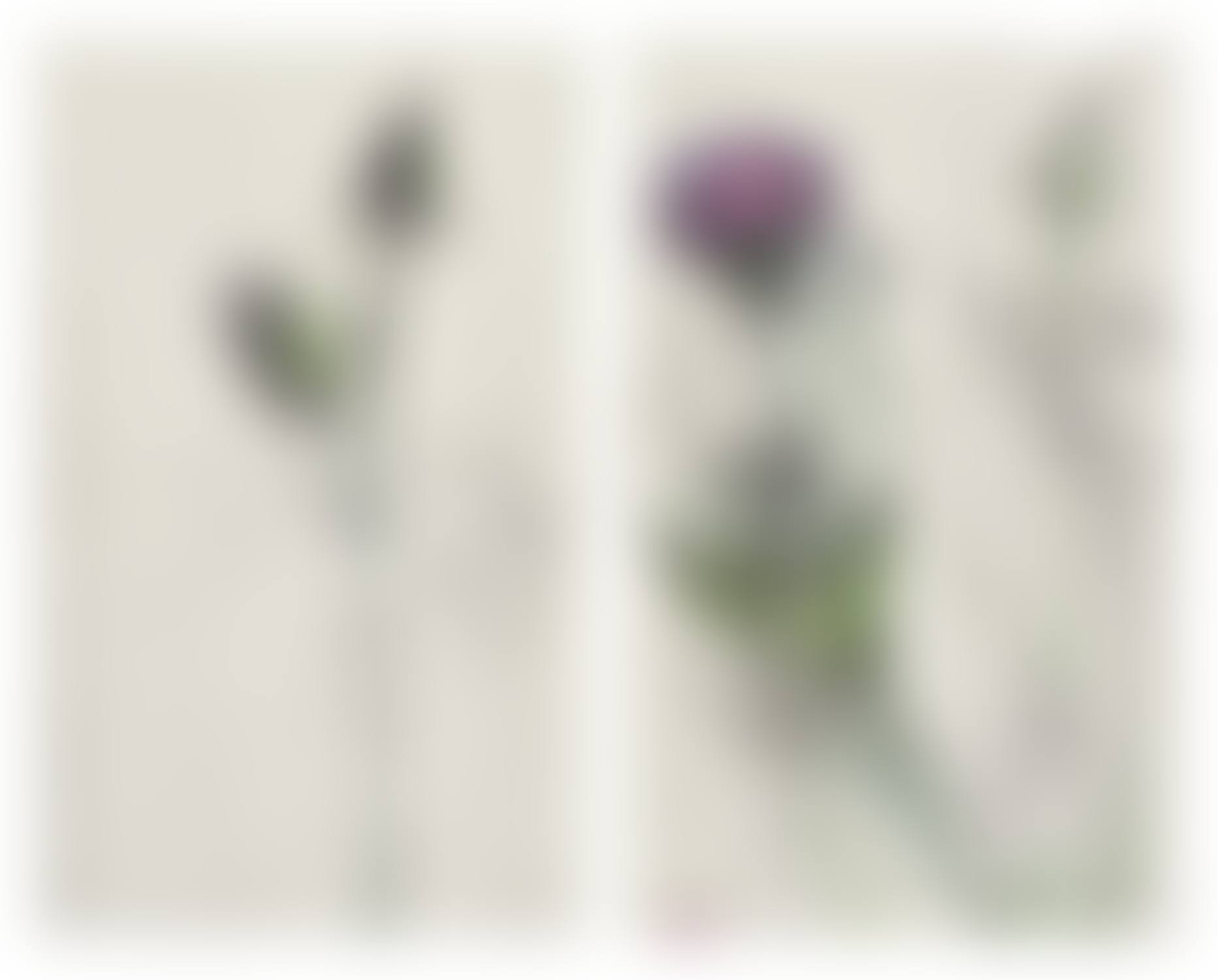 Thistles (preview)