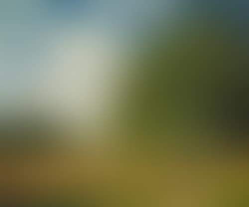 Cornfield (preview)
