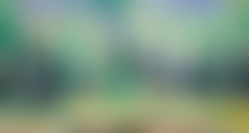 Pine forest (preview)