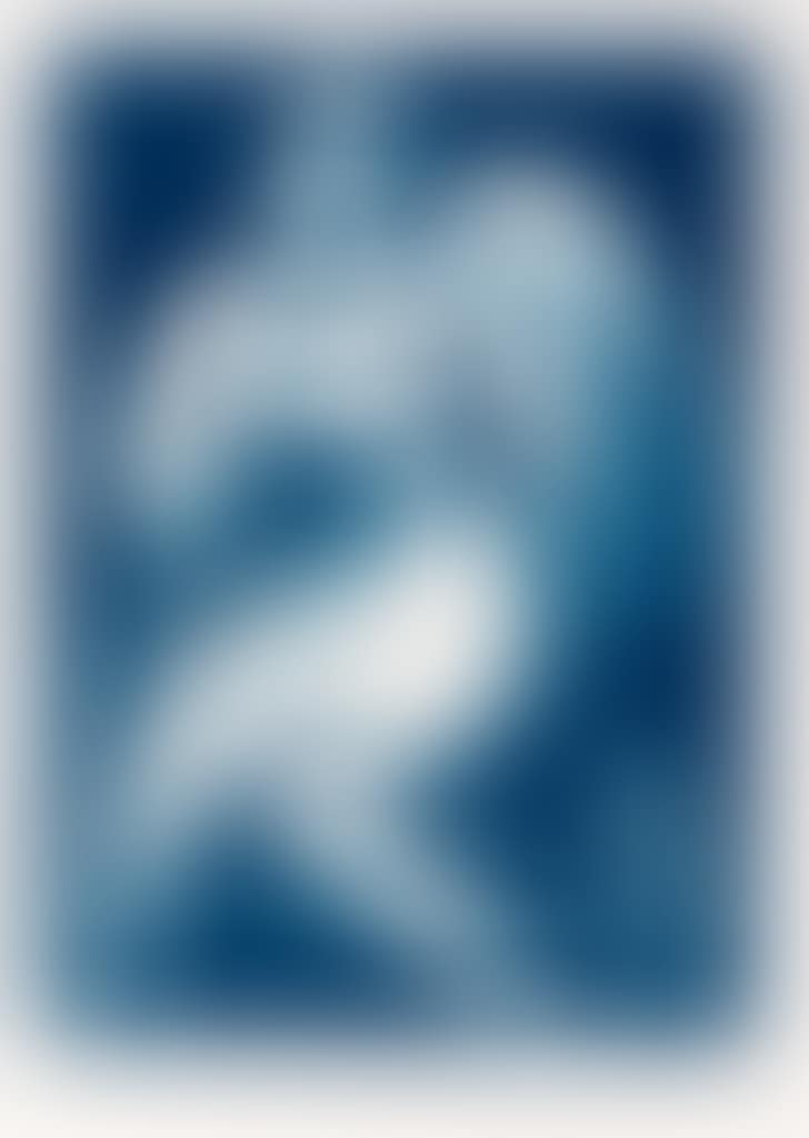 Coquette (preview)