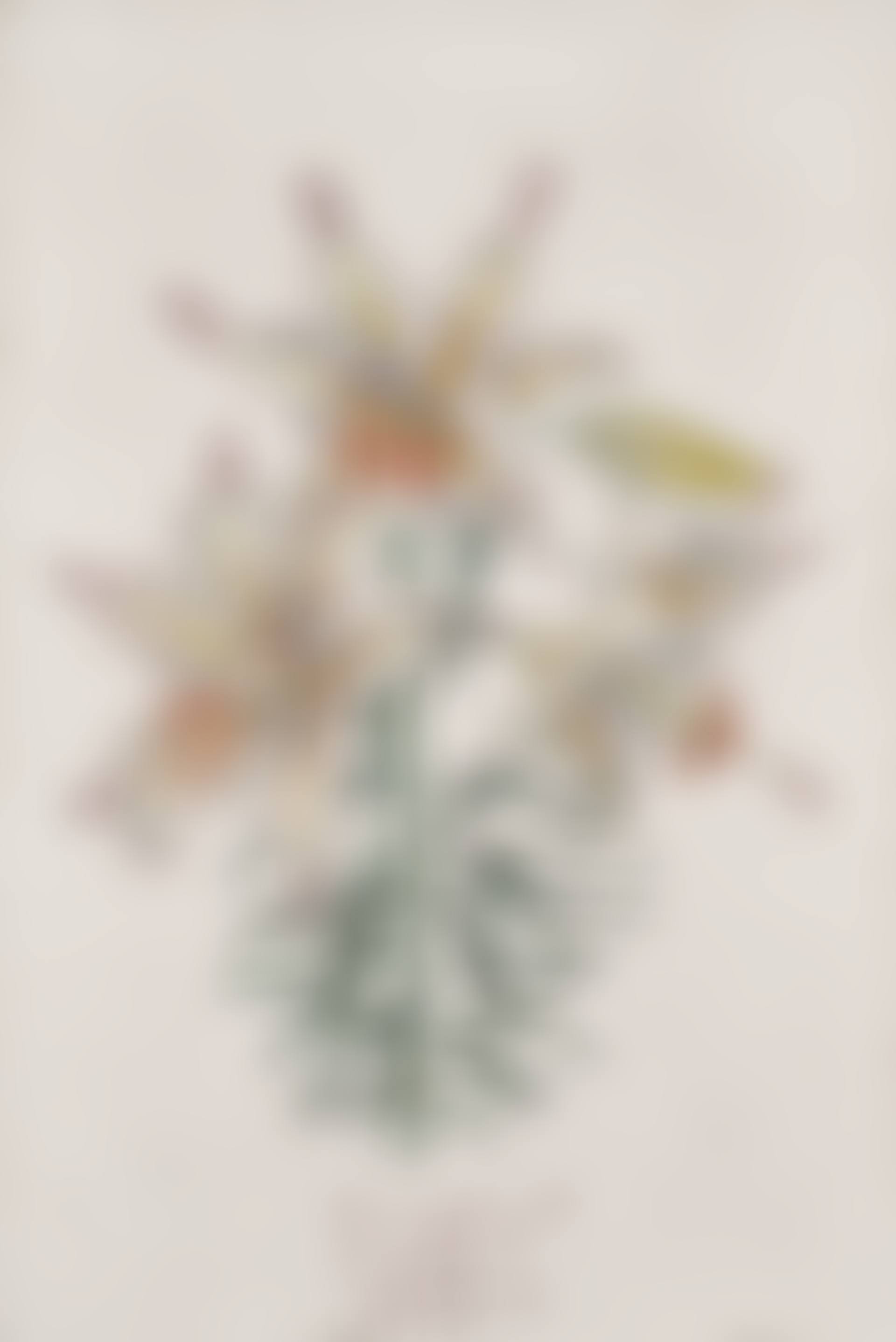 Lilium auratium fornicans (preview)