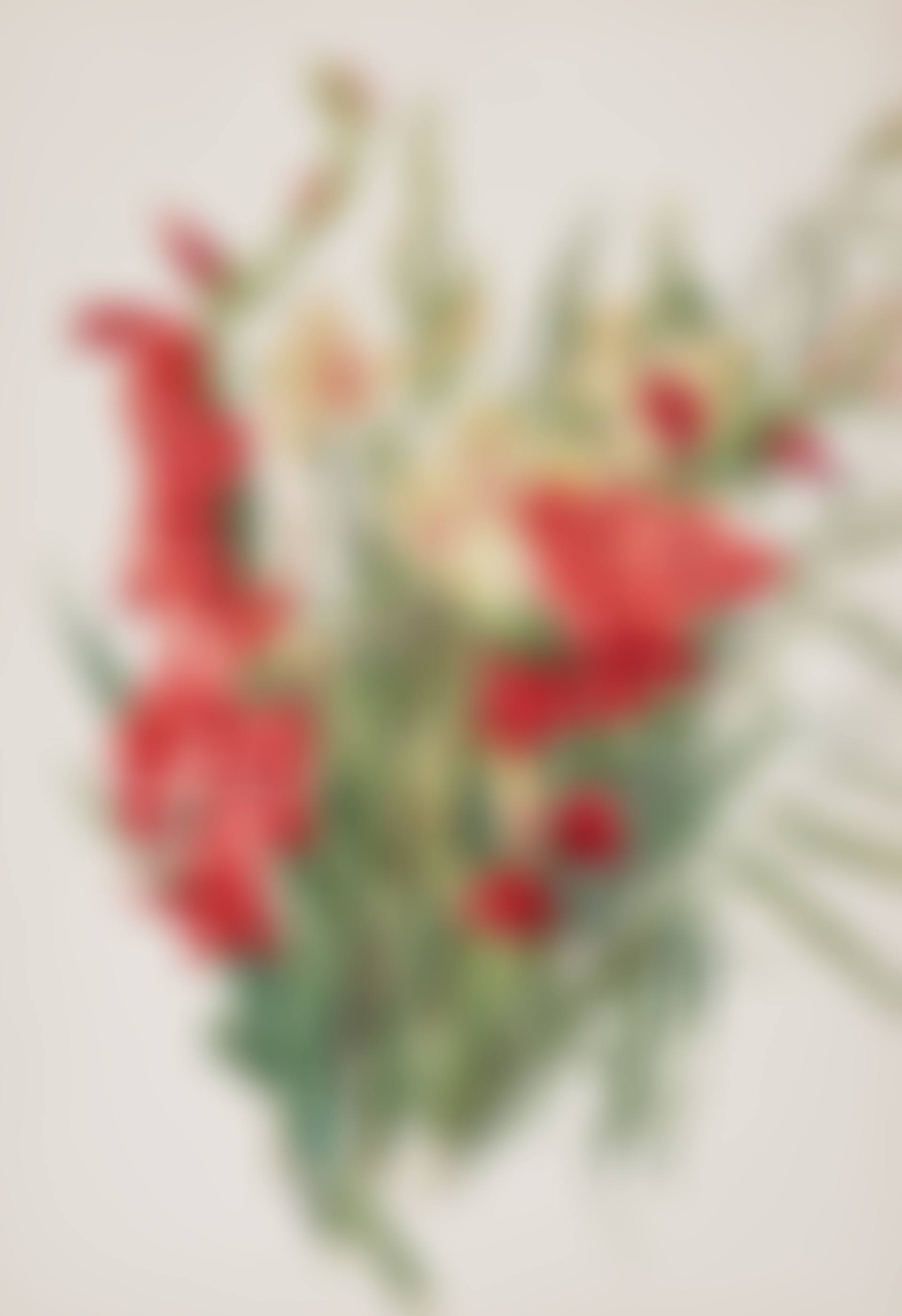 Red and Yellow Gladioli (preview)