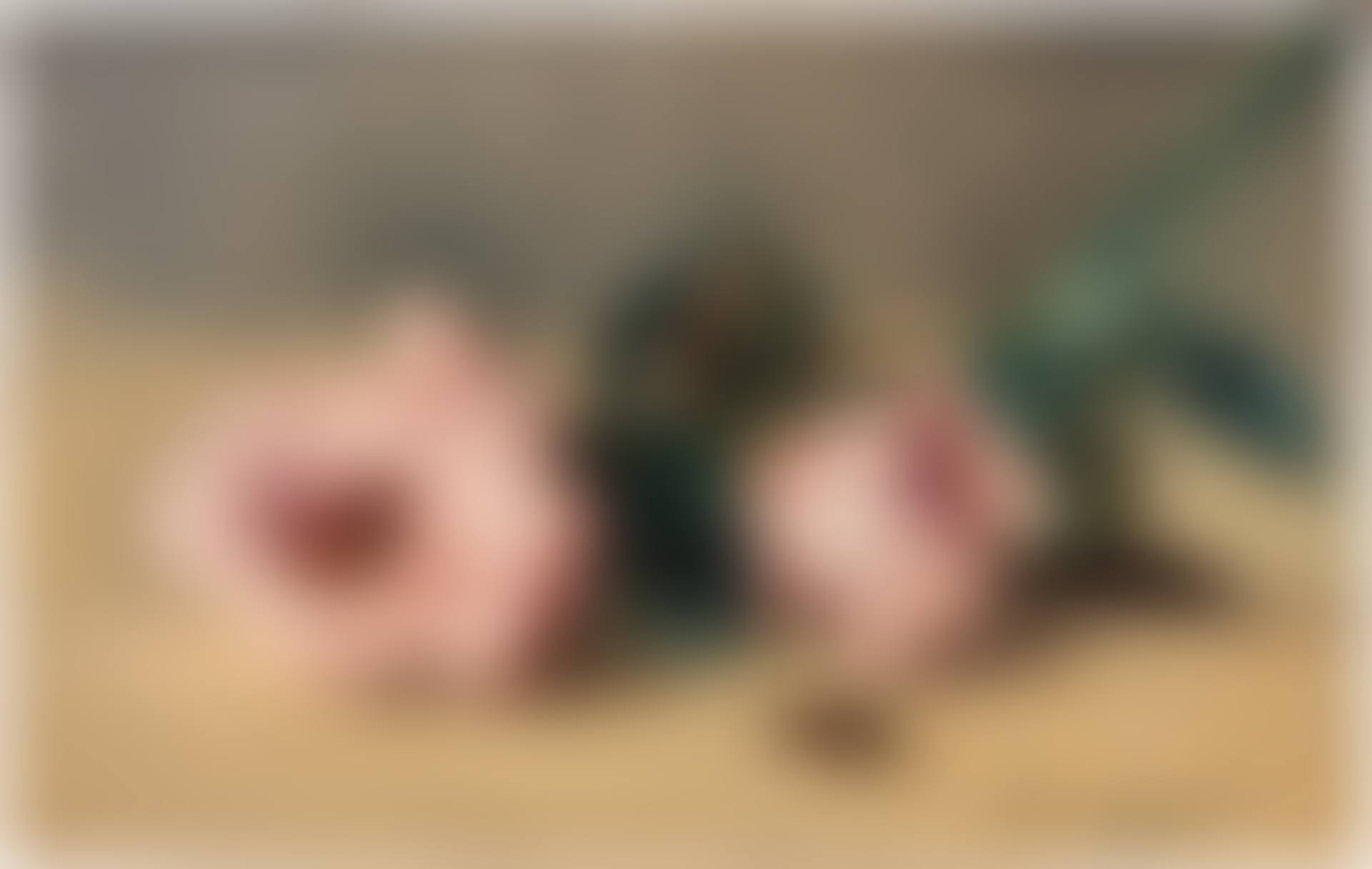 Les pivoines et le hanneton (preview)